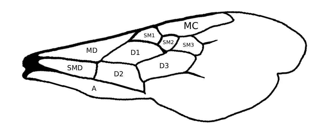 Melissodes Wing Diagram